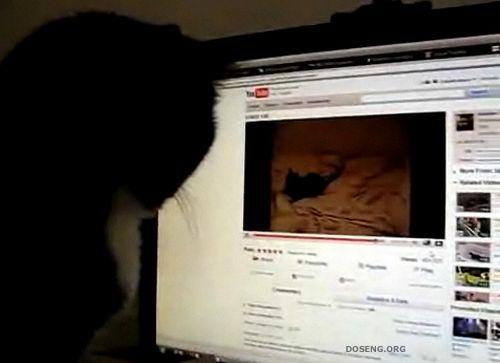 Очень смешное видео - реакция кота )) (1.4 мб)