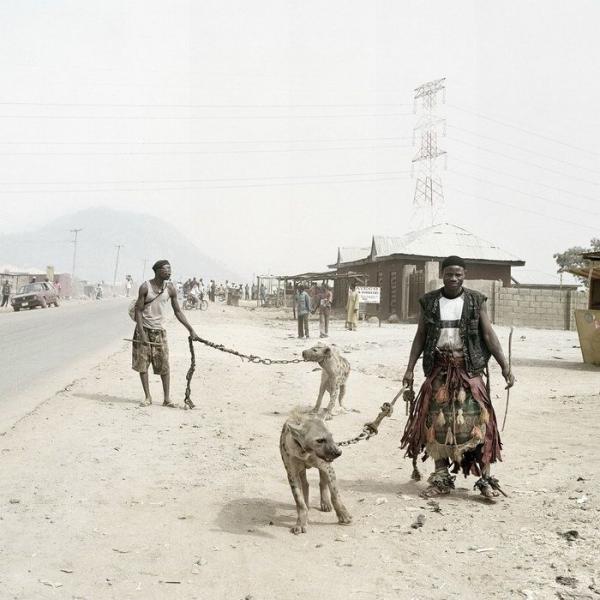 Домашние животные в Африке (14 фото)