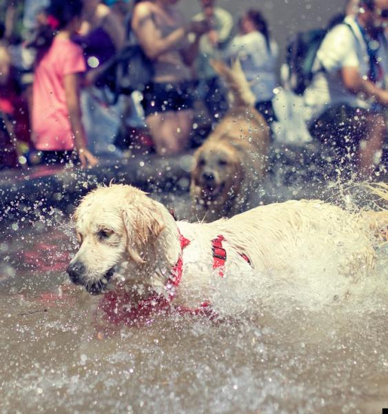    Woofstock 2009 (15 )