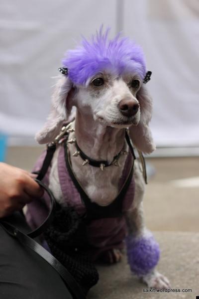    Woofstock 2009 (15 )