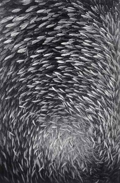 Великолепные черно-белые фотографии подводного мира (36 фото)