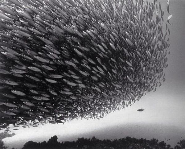 Великолепные черно-белые фотографии подводного мира (36 фото)