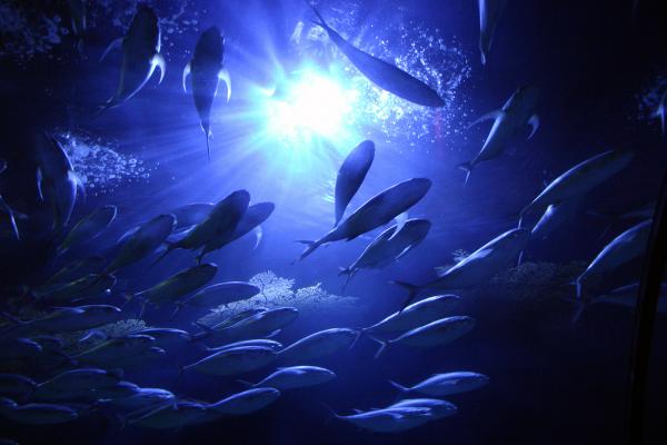 Удивительный прекрасный подводный мир (12 фото)