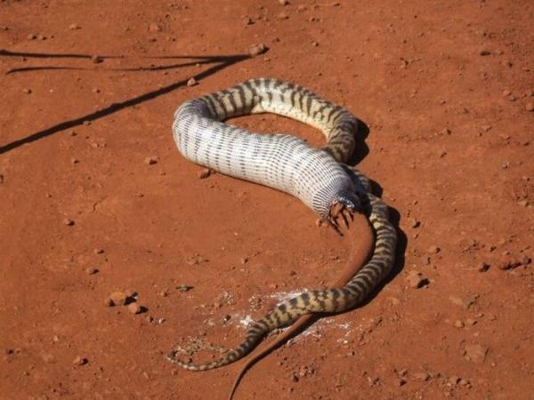 Змея съела ящерицу (13 фото)