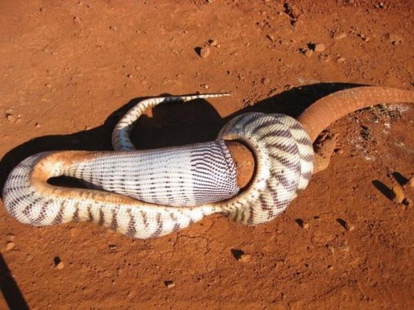 Змея съела ящерицу (13 фото)