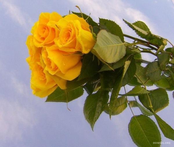 Очаровательным девушкам эти желтые розы ;)