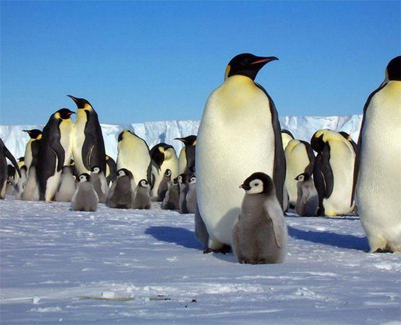 Пингвин воркута. Пингвины. Пингвин фото. Пингвины на льду. Детский сад пингвинов.