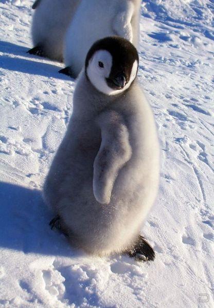 Пингвины (13 фото)