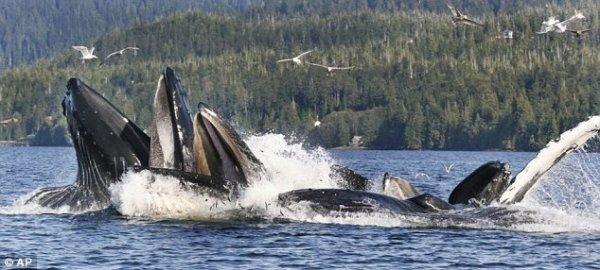Погоня дельфинов за лососем (4 фото)