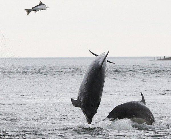Погоня дельфинов за лососем (4 фото)