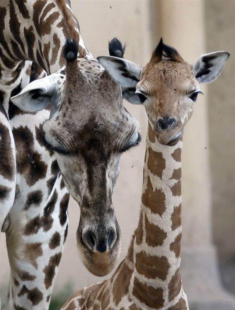 Animals brothers. Братья наши меньшие. Жираф с детенышем. Животные наши братья. Детеныш жирафа.