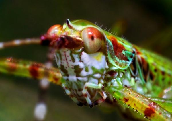 Макросъёмка насекомых (27 фото)