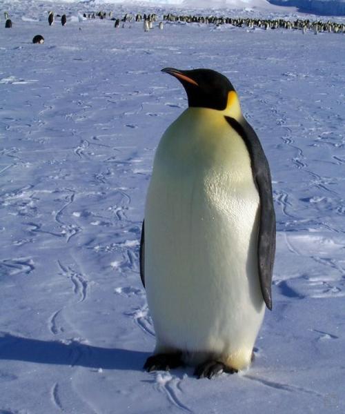 Пингвины (13 фото)