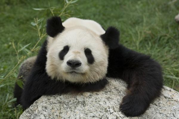 Панда - бамбуковый медведь (36 фото)