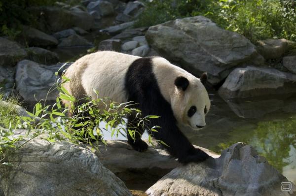 Панда - бамбуковый медведь (36 фото)