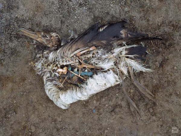 Вот почему умирают птицы (30 фото)