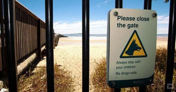Самый длинный забор - австралийский, защиты от Динго (12 фото)