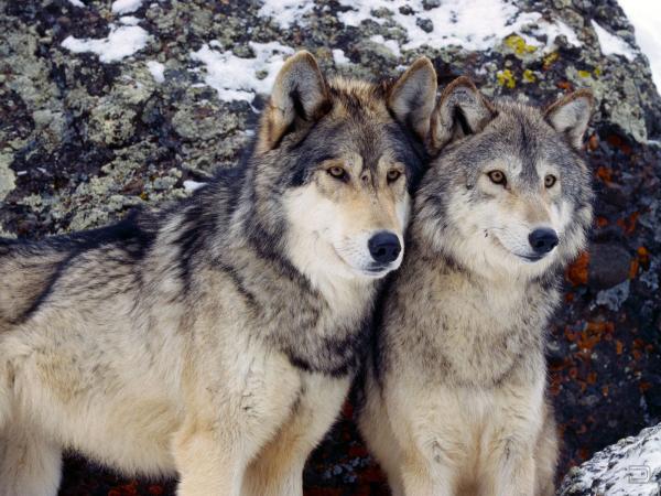 Прекрасные волки в дикой природе