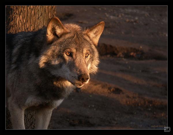 Прекрасные волки в дикой природе