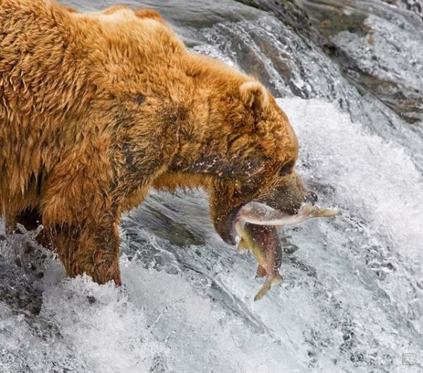 Как мать медвежат ловить рыбу учит (3 фото)