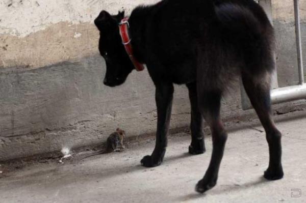 Вот это новость, собака ловит мышей (17 фото)