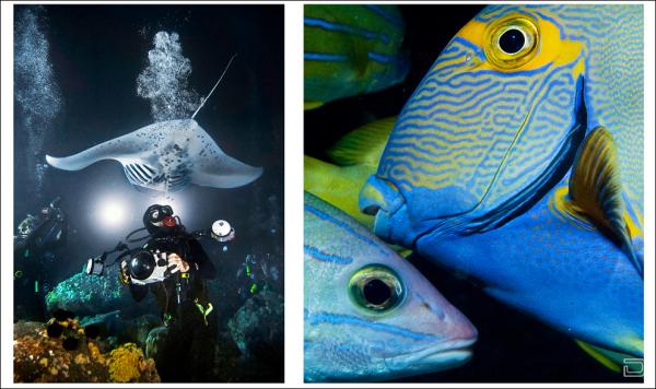 Прекрасные фотографии подводного мира (13 фото)