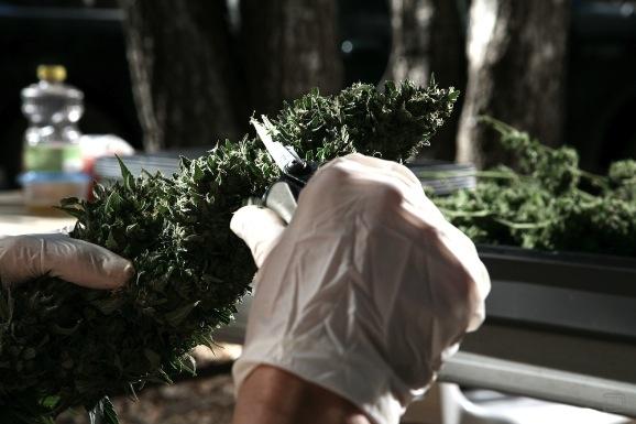Как выращивают марихуану (23 фото)
