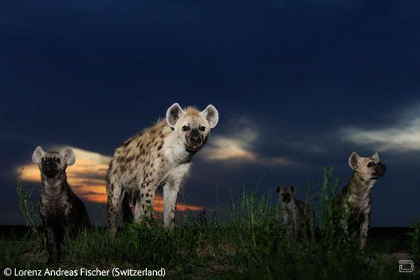 Лучшие фотографии природы 2009 - Wildlife Photographer