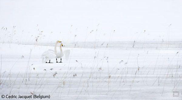    2009 - Wildlife Photographer