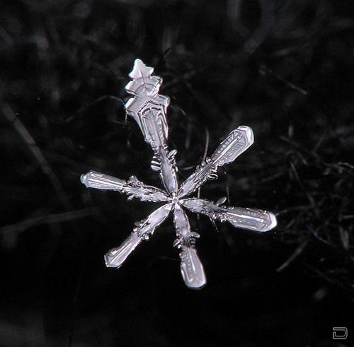 Обычные снежинки под микроскопом (31 фото)
