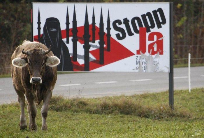 Швейцарская корова голосует (3 фото)