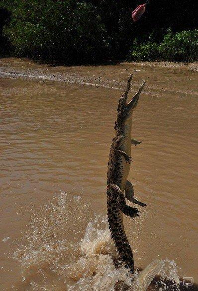 Кормление крокодилов (28 фото)