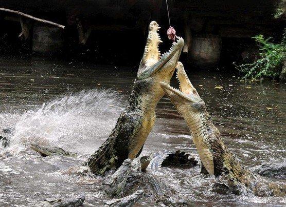 Кормление крокодилов (28 фото)