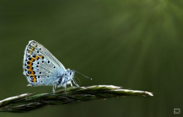 Изумительные бабочки