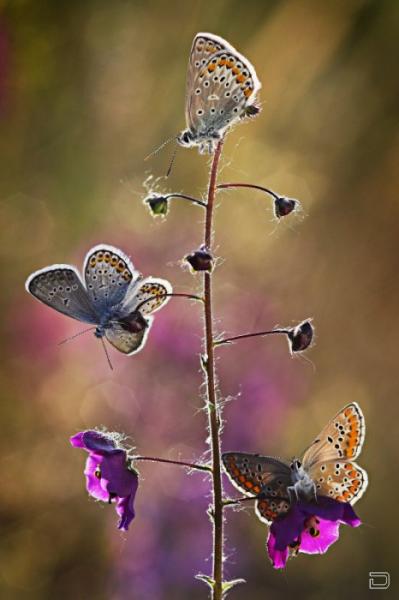 Изумительные бабочки