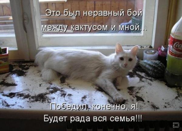 Юморной котопост