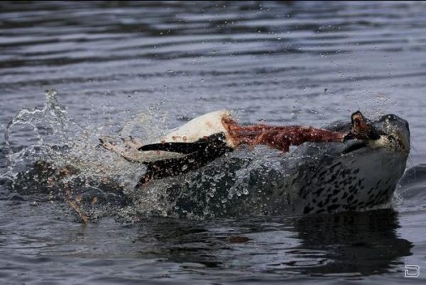 Морской леопард на охоте (15 фото)