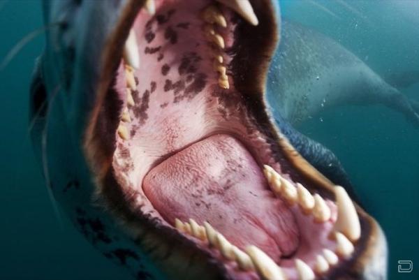 Морской леопард на охоте (15 фото)
