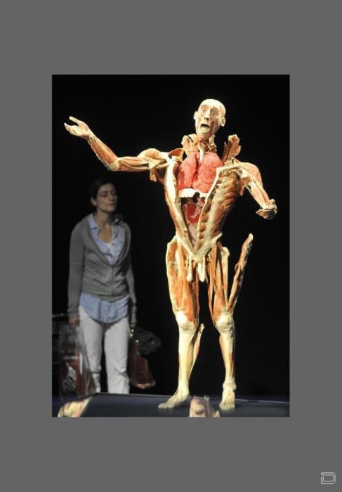 Выставка человеческого тела (16 фото)