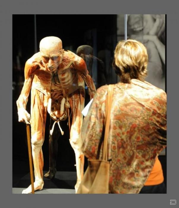 Выставка человеческого тела (16 фото)