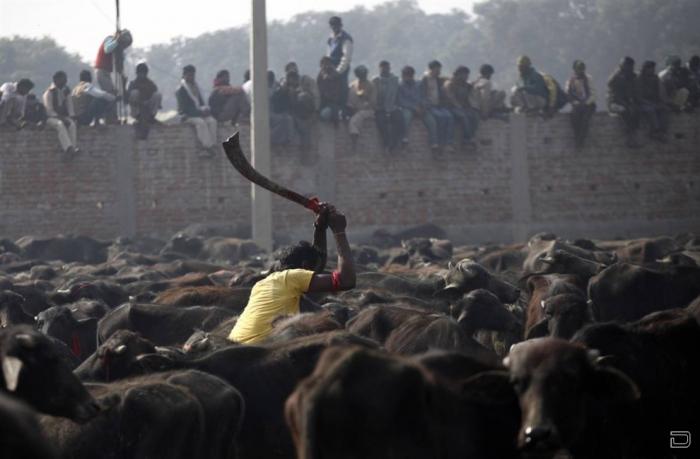 Жертвоприношение животных в Непале (8 фото)