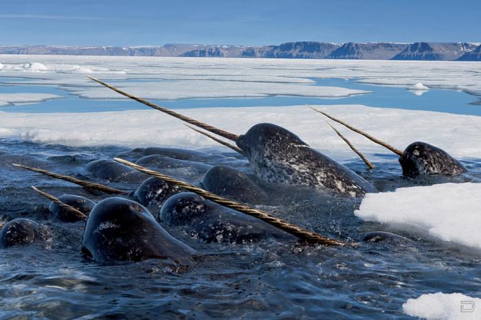     (Paul Nicklen) (9 )