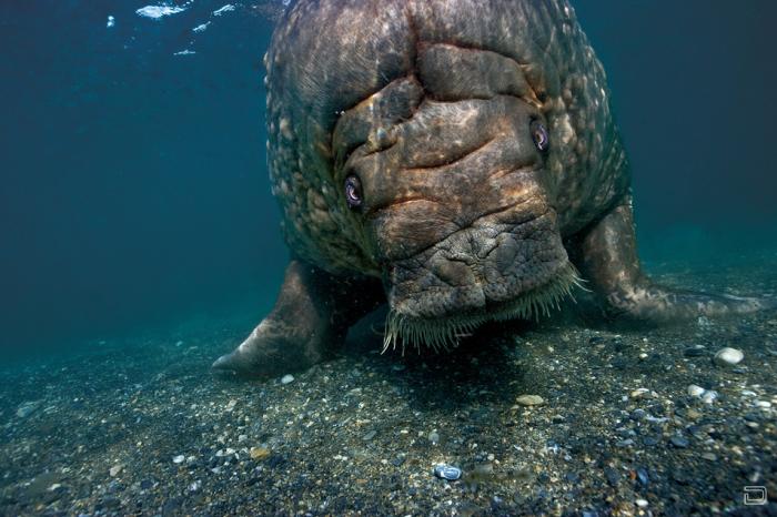     (Paul Nicklen) (9 )