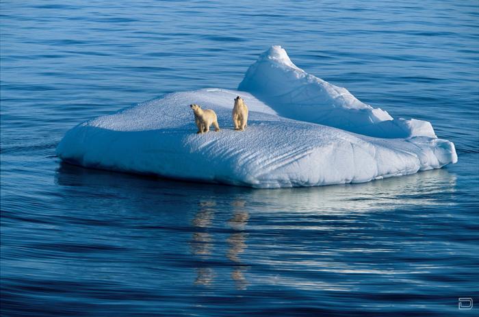     (Paul Nicklen) (9 )