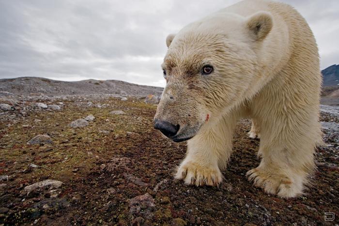     (Paul Nicklen) (9 )