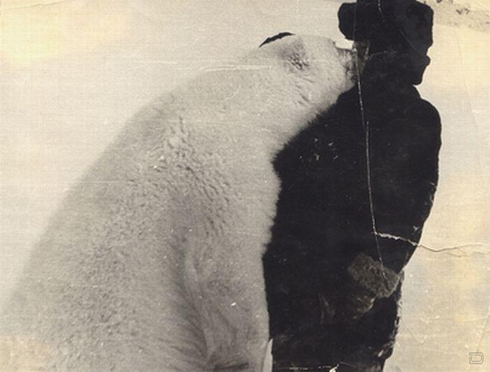 Кормление полярных медведей (12 фото)