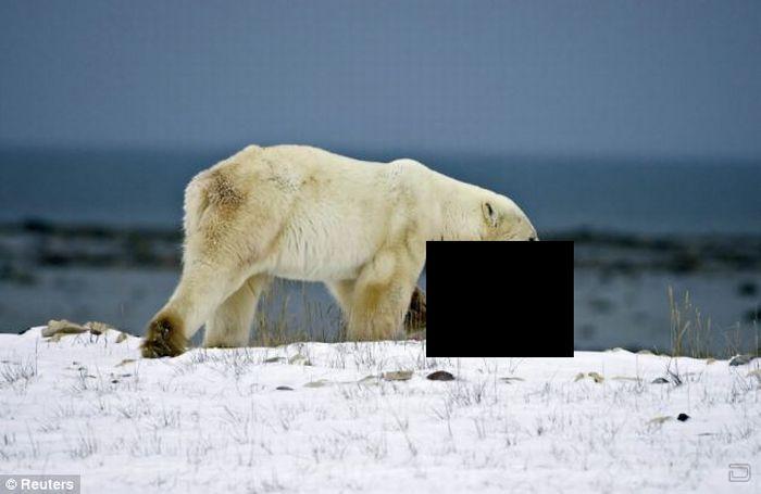 Жесть. Белый медведь напал на медвежонка (4 фото)