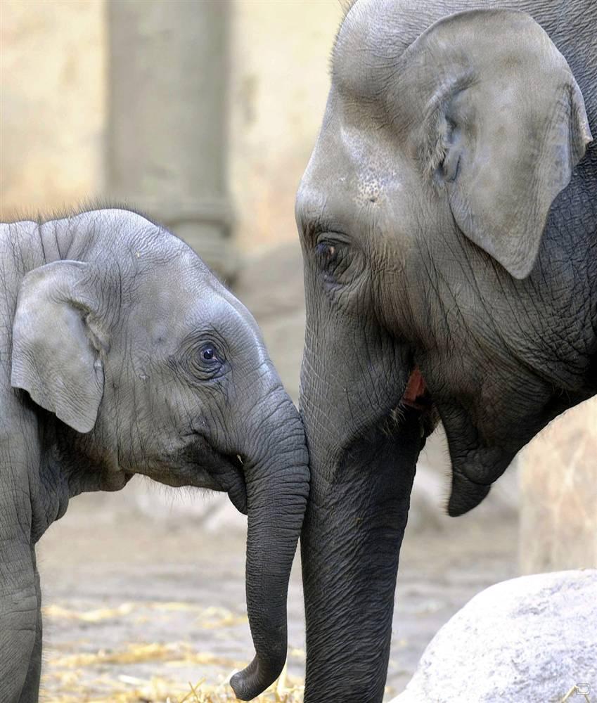 Есть мама у слоненка. Слон слониха Слоненок. Слониха со слоненком. Милые слоны. Мама слониха.