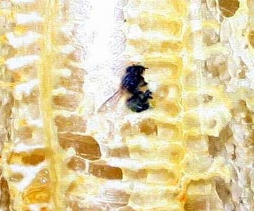 Как пчелы делают мед в банке (9 фото)