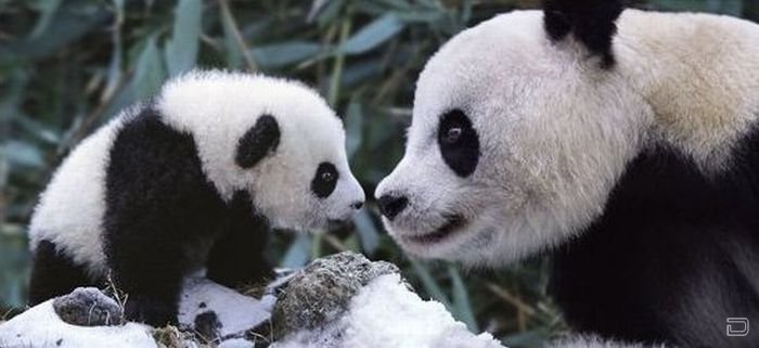 Панды радуется первому снегу (9 фото)
